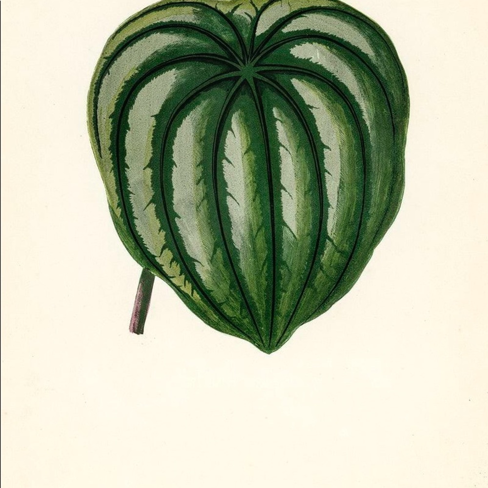 Set of 6 Framed Botanical Prints - Picture 4 of 6